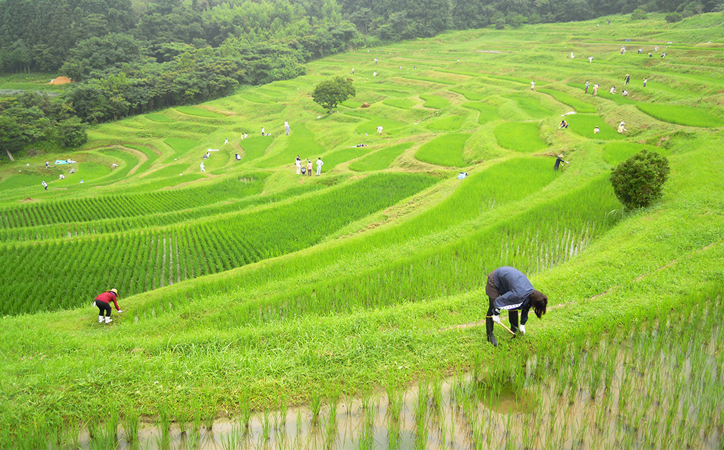 大山千枚田の「棚田米」をお選びいただくことで、棚田保全活動へのご支援にもつながります。