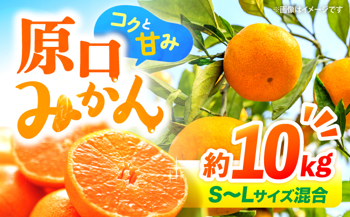 みかん 10kg