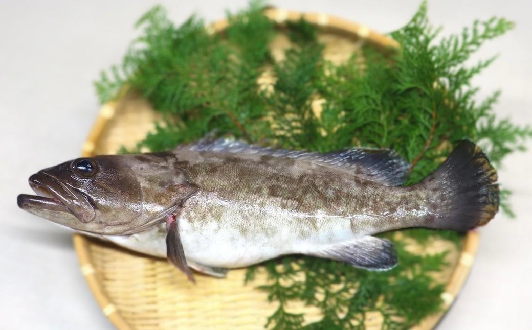 長崎の森で育てた『幻のクエ』昆布〆 刺身用  5~6人前(本体重量計約1kg)/ 魚 海鮮 魚介類 クエ  刺身 頭付き