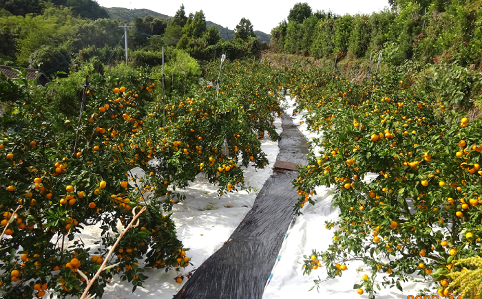 みかん 10kg 訳あり