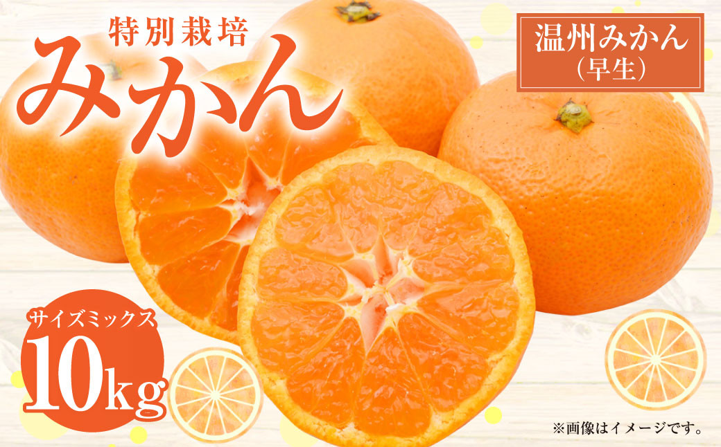 特別栽培みかん 10kg サイズミックス