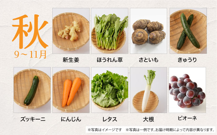 野菜 卵  果物 新鮮 セット 詰め合わせ 定期便 産地 直送