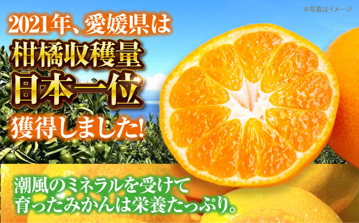 みかん mikann ミカン 温州みかん みかん 小玉 愛媛 みかんジュース みかん 10kg みかん 早生 スイーツ