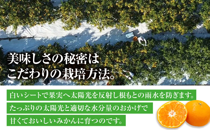 みかん mikann ミカン 温州みかん みかん 小玉 愛媛 みかんジュース みかん 10kg みかん 早生 スイーツ