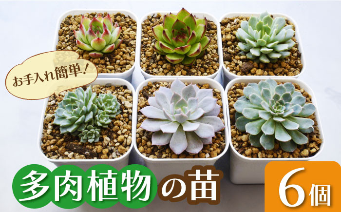多肉植物の苗。6個。観葉植物 インテリア