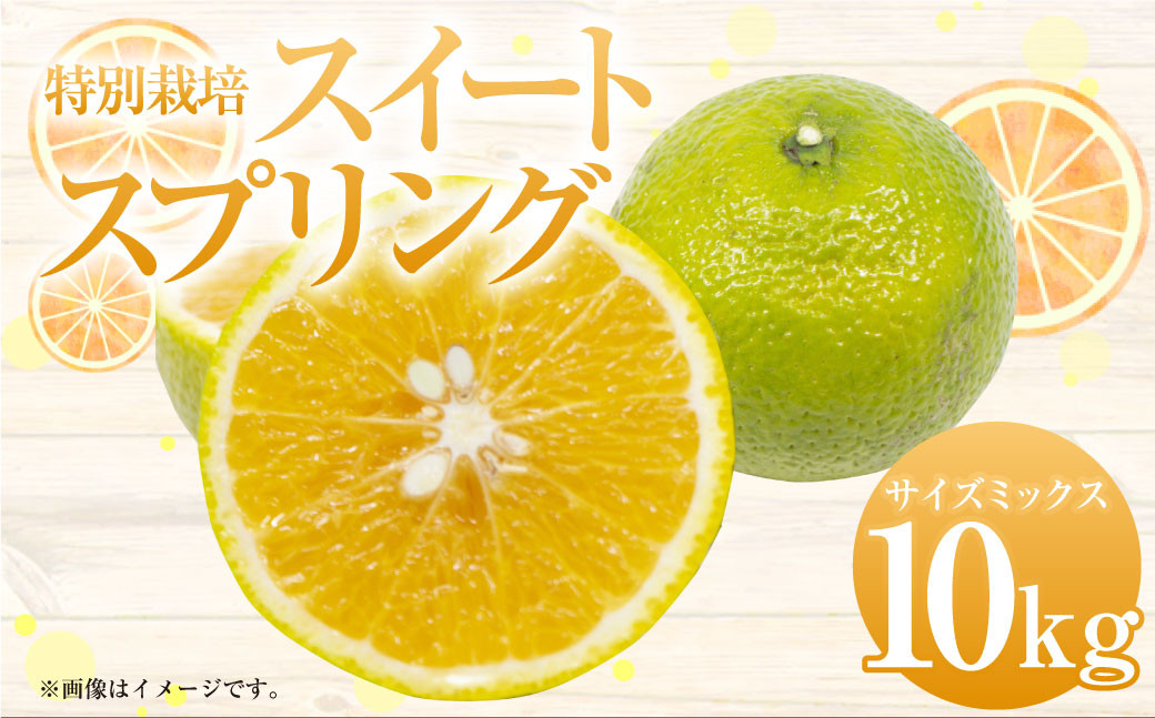 特別栽培 スイートスプリング 10kg