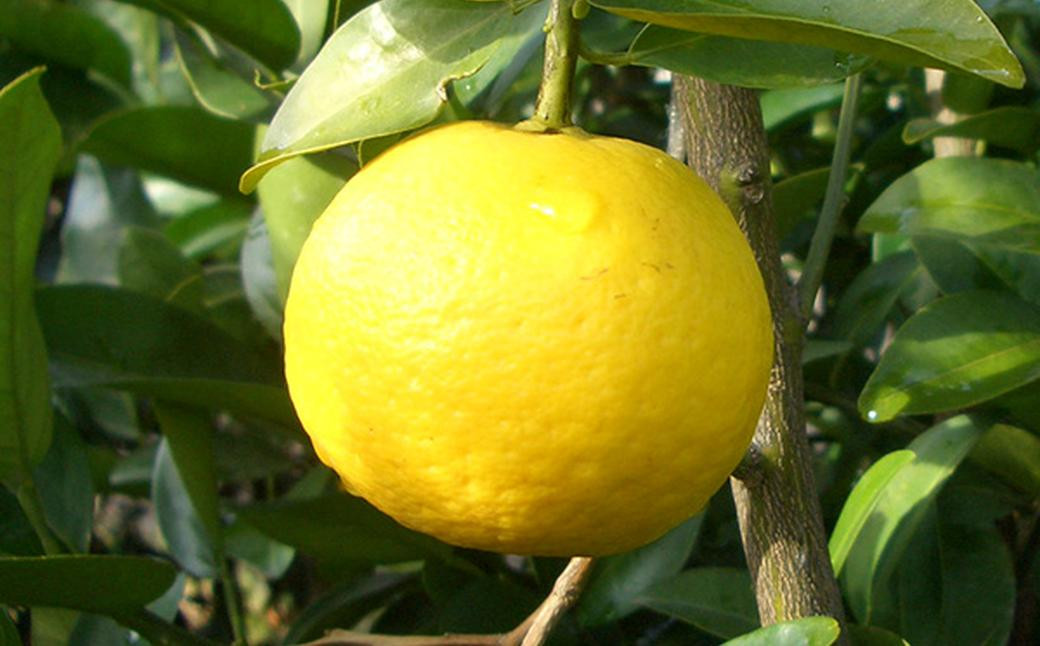 龍の泪 (極ゆうこう) 150ml×5本 ／ ポン酢 ぽん酢 有機純米酢 有機醤油 しょうゆ 柑橘類 調味料 長崎県 長崎市