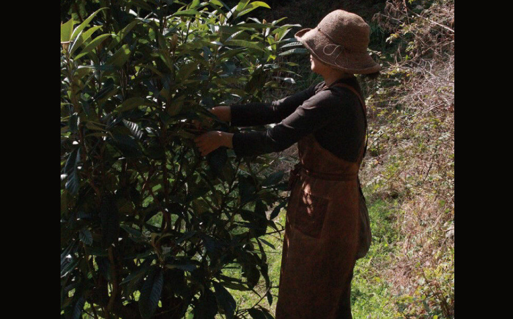 植物染め ・ 更紗 コースター 3種セット / オーガニックコットン コットン 綿 柿渋染 植物染 インディゴ やまもも 蘇芳
