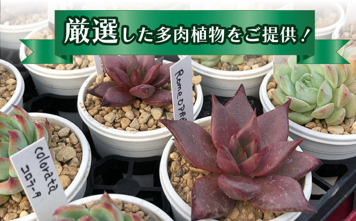 多肉植物 苗 インテリア かわいい