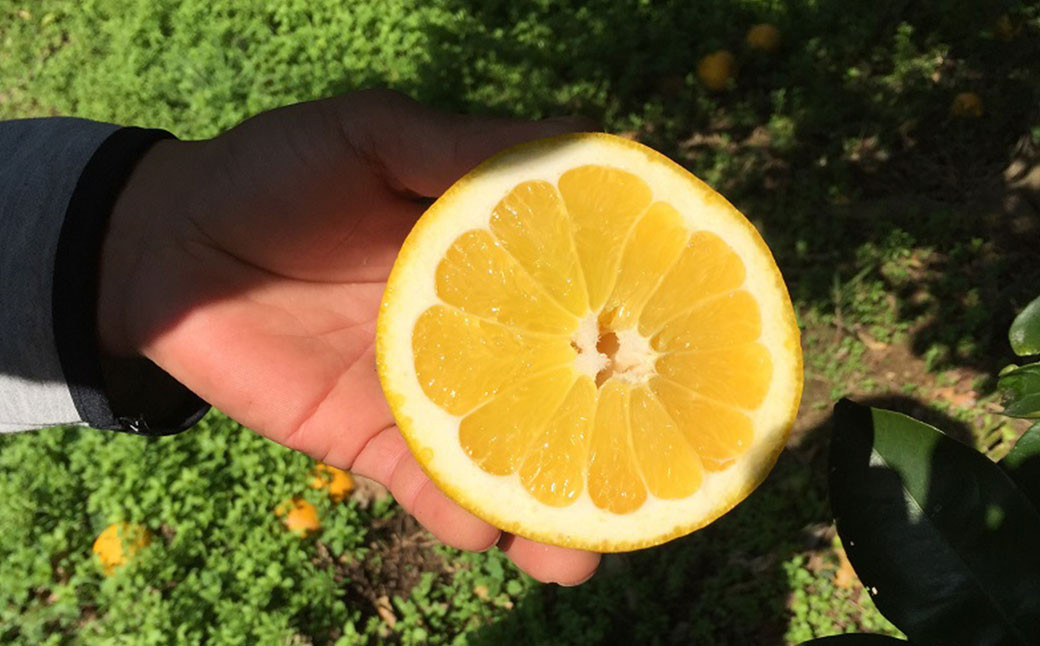 特別栽培 河内 晩柑 9kg