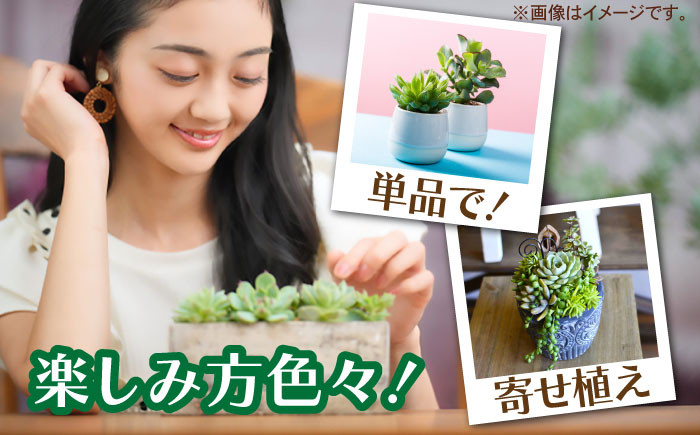 多肉植物 苗 インテリア かわいい