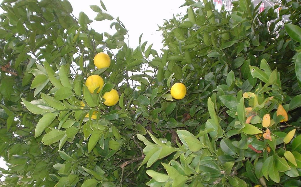 長崎薬味ゆうこう胡椒 (50g) 10ヶ / ごま ゴマ 柑橘類 薬味 調味料 長崎県 長崎市