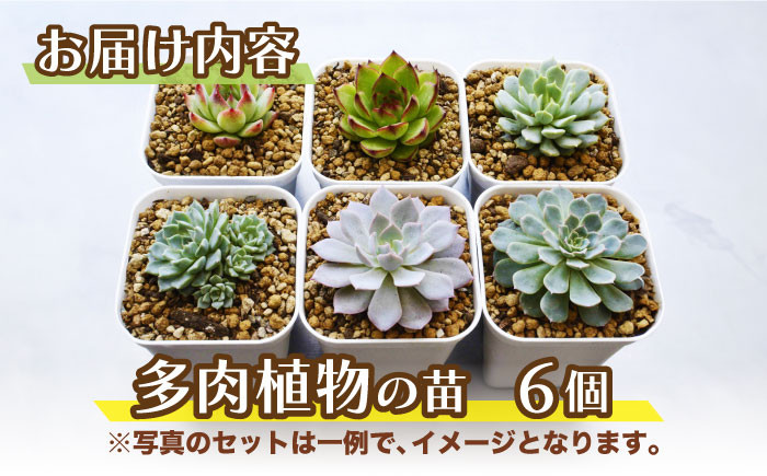 多肉植物の苗。6個。観葉植物 インテリア