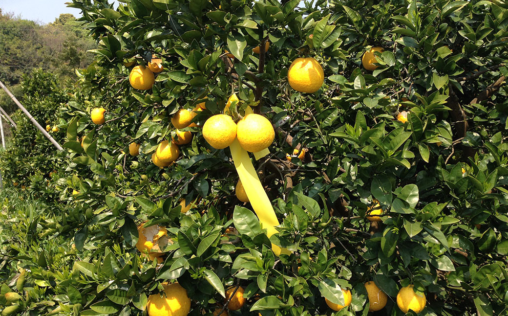 特別栽培 河内 晩柑 9kg