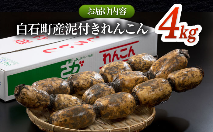 全国屈指の名産地 白石町から高品質れんこんをお届け!