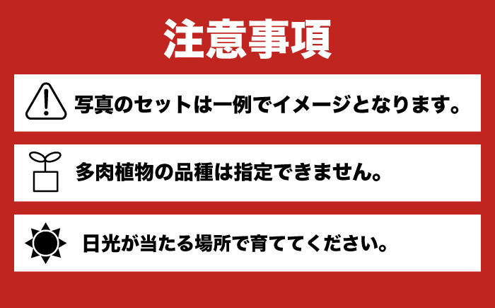 多肉植物 苗 インテリア かわいい
