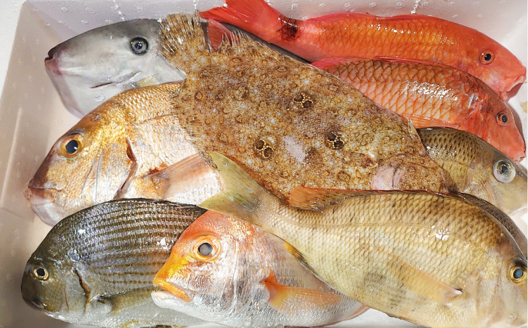 長崎漁港発！長崎近海産旬の鮮魚セット (中) 