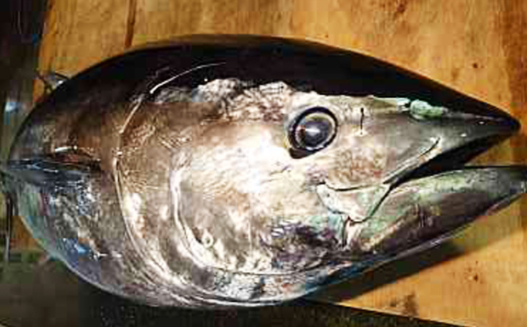 新鮮!長崎漁港発 活き〆本マグロ 中トロ500g / 魚 魚介 鮮魚 海鮮 鮪 マグロ まぐろ