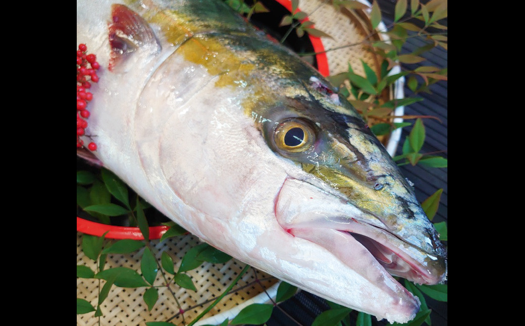 長崎近海 活き〆天然寒ぶり6kg台 (6.2kg〜6.8kg) 丸ごと1本!!