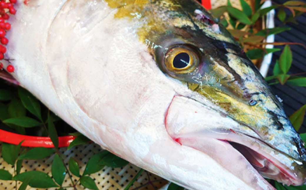 長崎近海 活き〆天然寒ぶり5kg台(5.2kg〜5.8kg)丸ごと1本!! / 魚 海産物 魚介 鮮魚 海鮮 ブリ ぶり 鰤