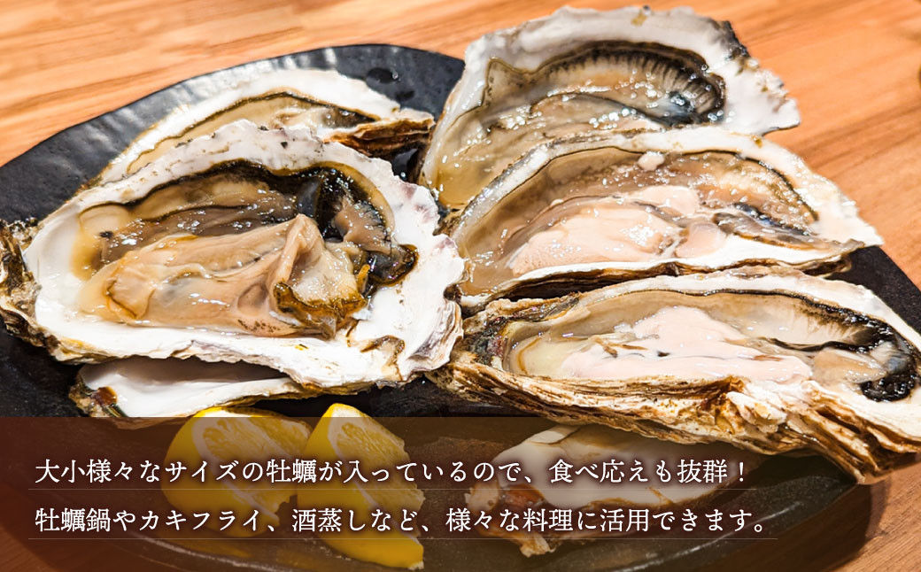【無選別】加熱用 殻付き牡蠣 約2kg（16～40個）／牡蠣 かき カキ 生ガキ 生牡蠣 加熱用 調理用