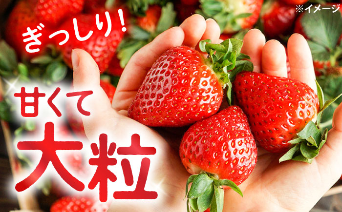 いちご 約2kg 苺 イチゴ