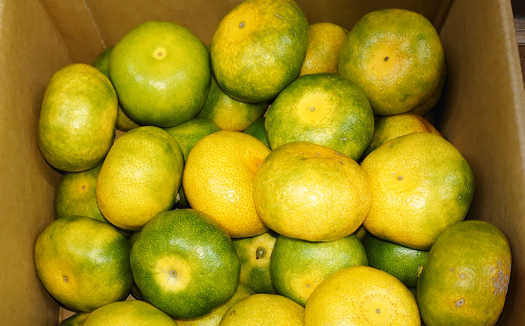 長崎県産 早生温州みかん M～Lサイズ 5kg