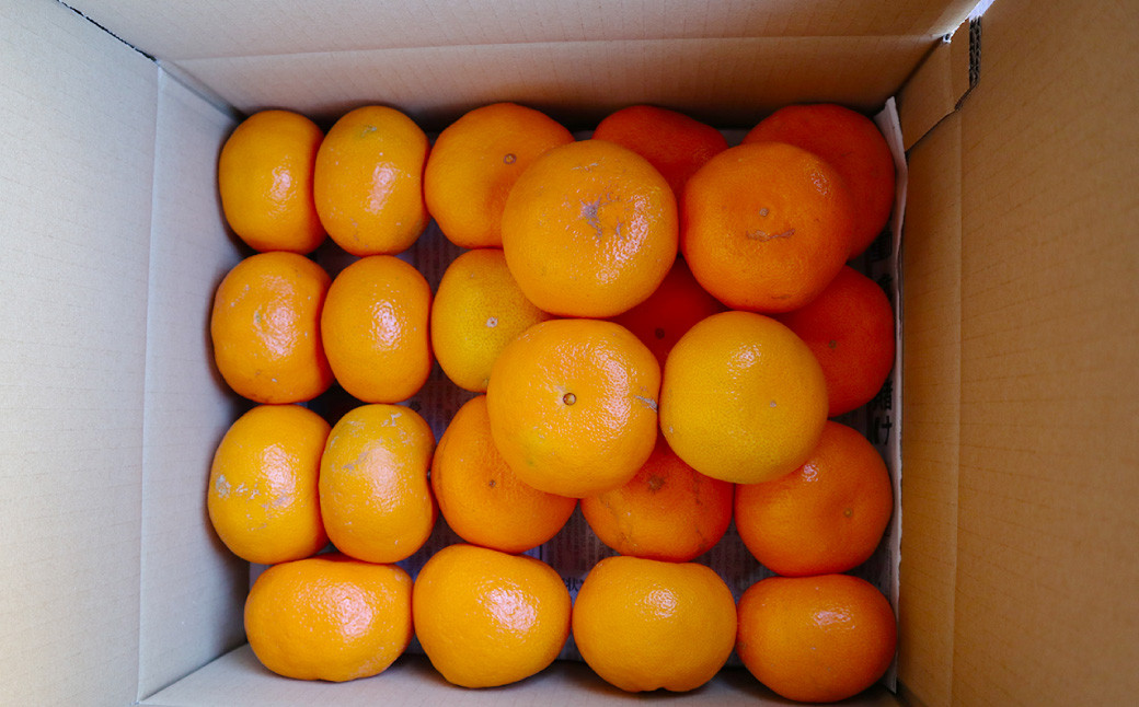 長崎県産 晩生温州みかん M～Lサイズ 5kg