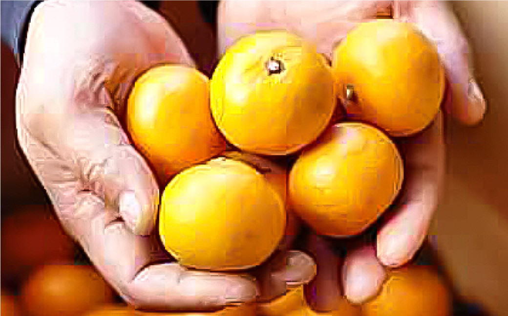 長崎県産 早生温州みかん 3S~Sサイズ 5kg 小みかん