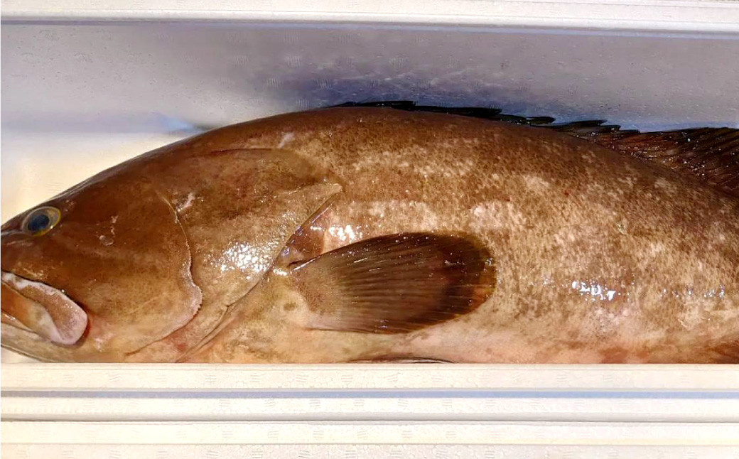 丸ごと1匹お届け!長崎近海 天然アラ (クエ) 3kg台 (3.2~3.8kg、5~6人前)