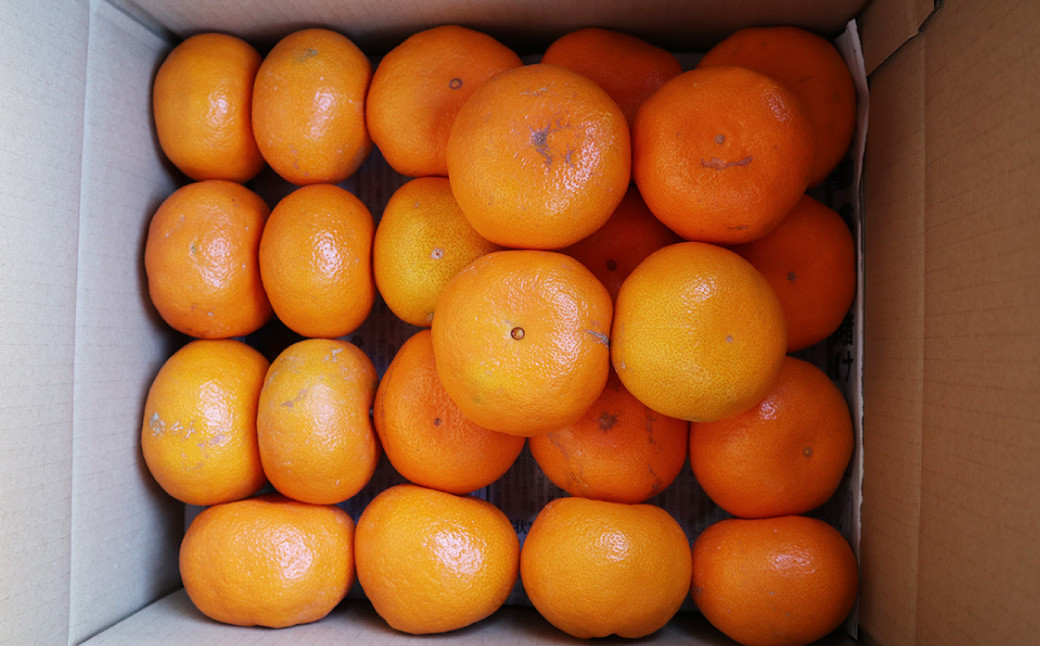 温州みかん「原口早生」3S~Sサイズ 5kg 小みかん