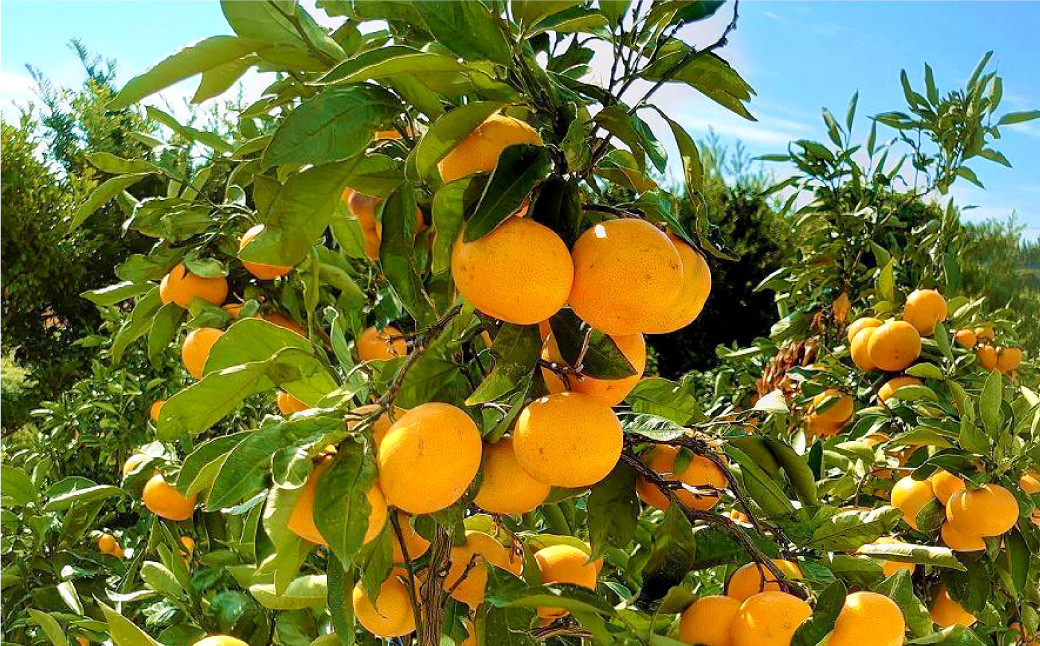 長崎県産 訳あり 伊木力系温州みかん10kg