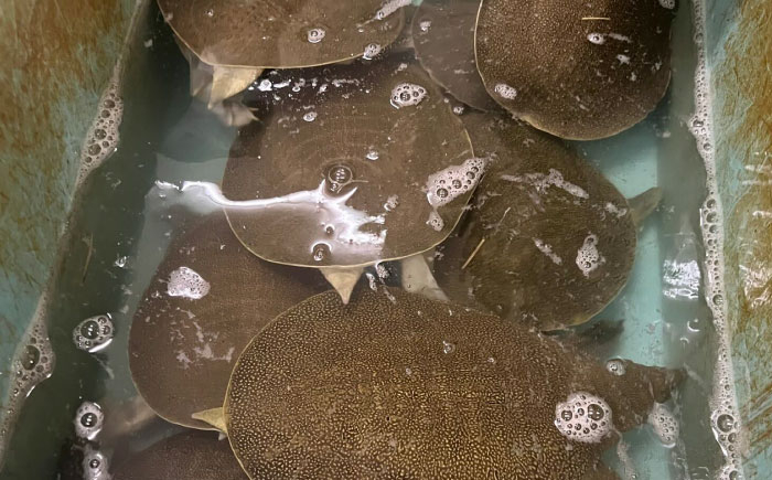 すっぽん 鍋 鍋セット 健康 コラーゲン スッポン 滋養強壮 免疫力