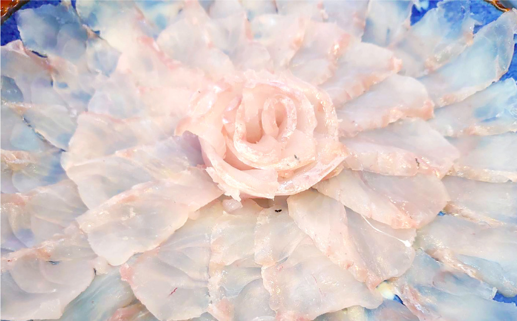 丸ごと1匹お届け!長崎近海 天然アラ (クエ) 5kg台 (5.2〜5.8kg、8〜10人前)