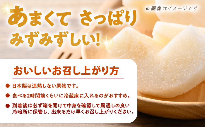 長崎県産 長与町 先行予約 大容量 フルーツ 果物 梨 なし 秋月 あきづき 大容量 お取り寄せ ナシ