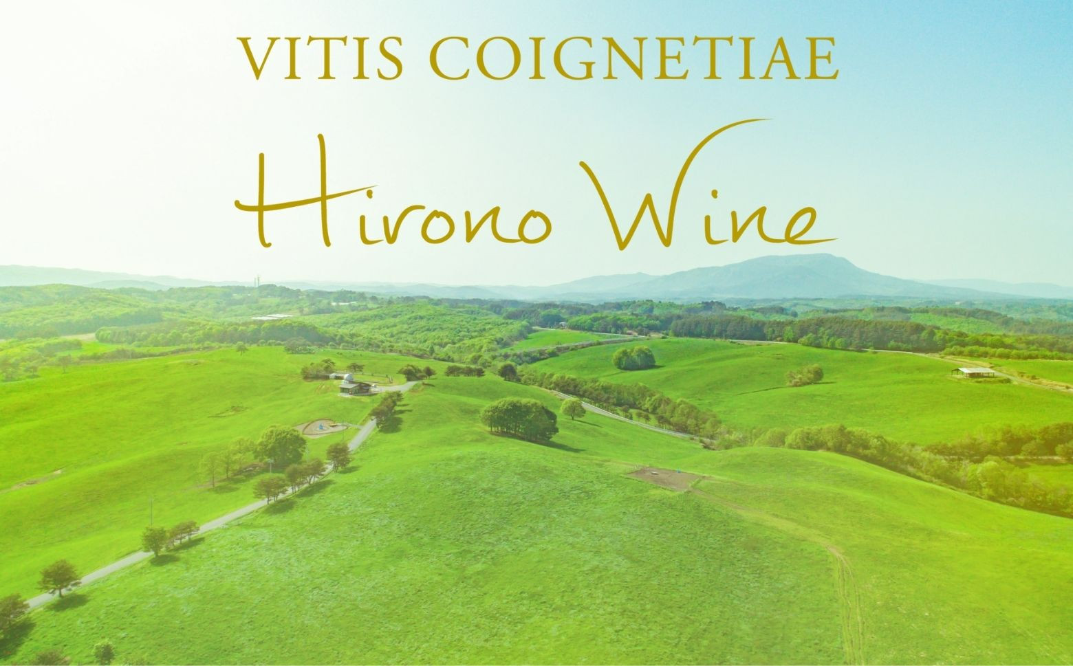 岩手の大自然とヤマブドウ生産者、ワイン醸造の職人達が一つとなって、ヤマブドウに愛と情熱を込めて出来上がったワインです