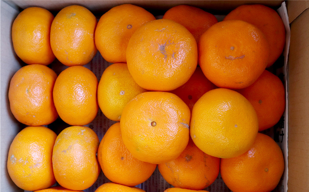 温州みかん「原口早生」M～Lサイズ 5kg