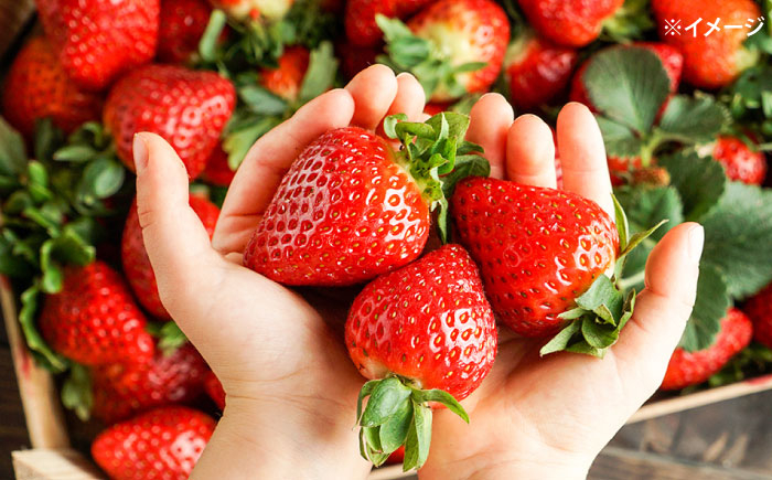 かおりの いちご 2kg