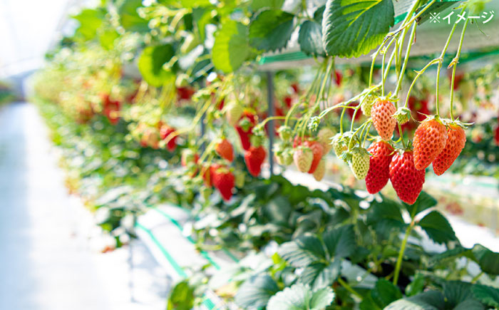 かおりの いちご 1kg