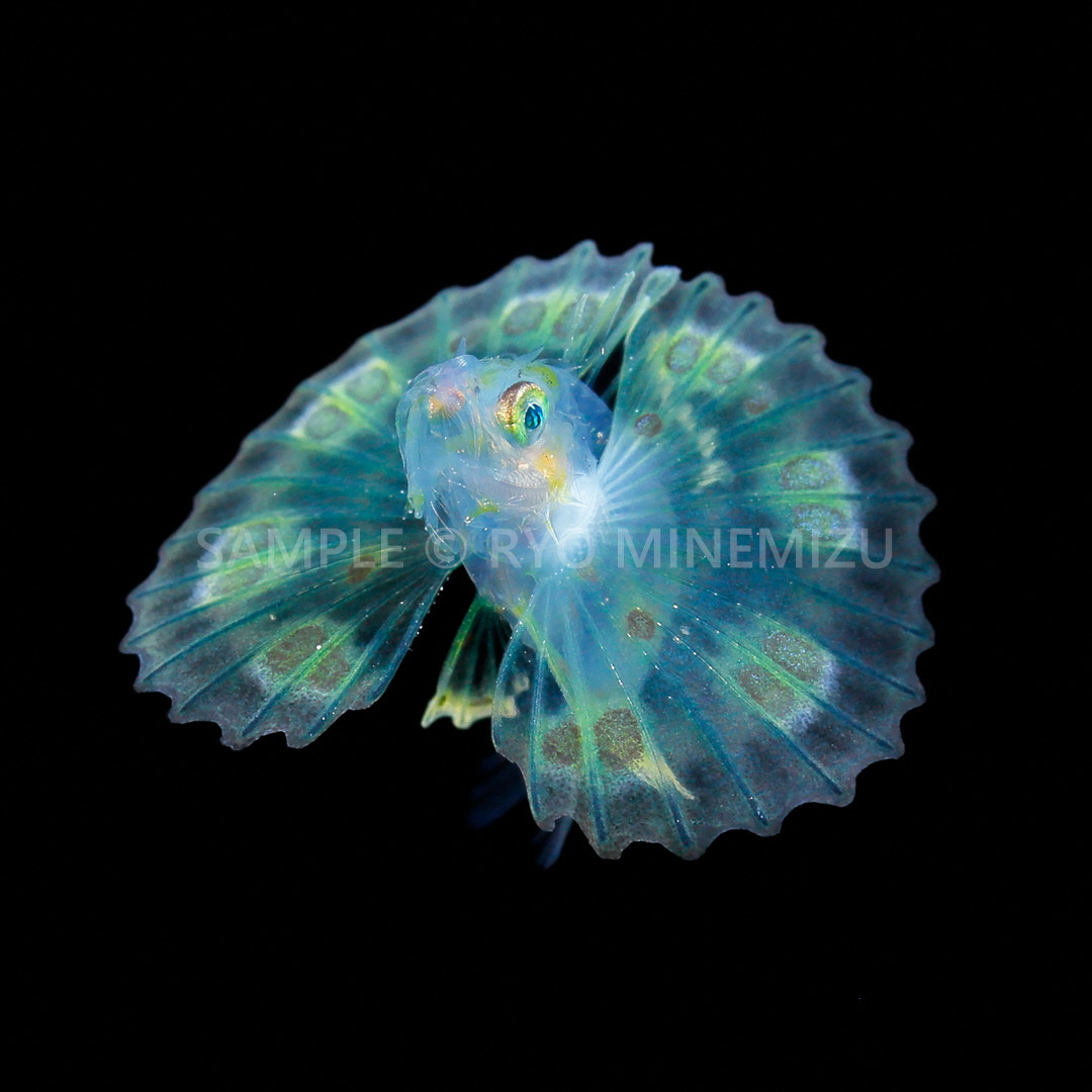 キリンミノの稚魚