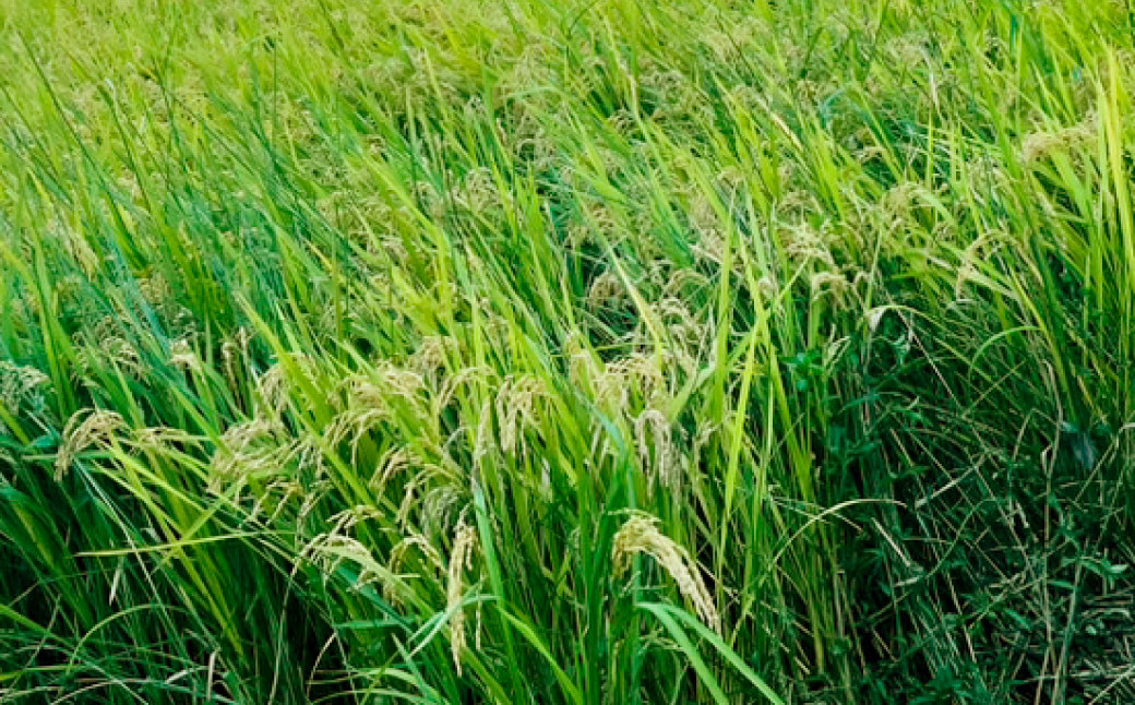  【令和6年産】大分県豊後大野市産 米 「なつほのか」 10kg（5kg×2袋）