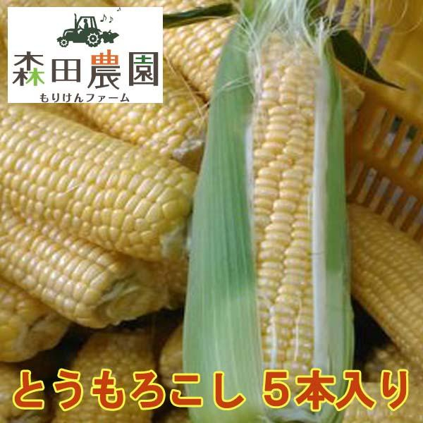 とうもろこし 5本入り | 森田農園 日曜市農家8代目 高知きび街道近隣  [ATAC402]