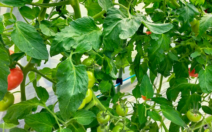 野菜 トマト 三箇牧とまと 新鮮 高糖度 濃厚 甘い ギフト サラダ 大容量