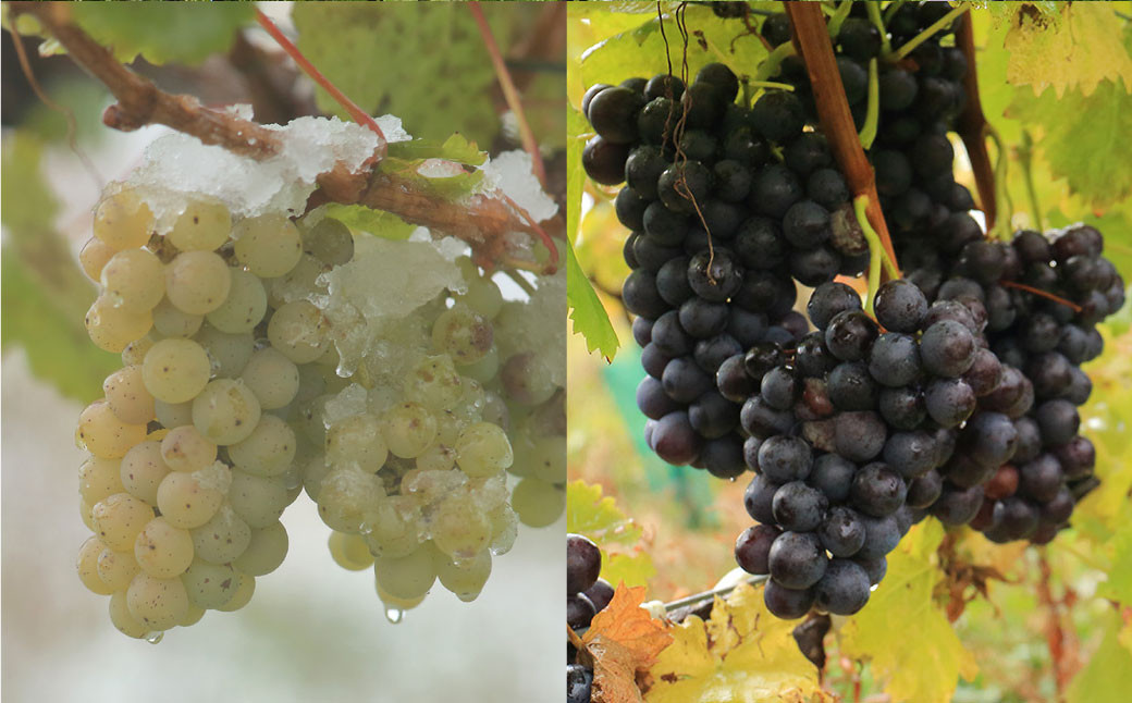 選べる! 鶴沼収穫ワイン 2本セット 750ml×2本