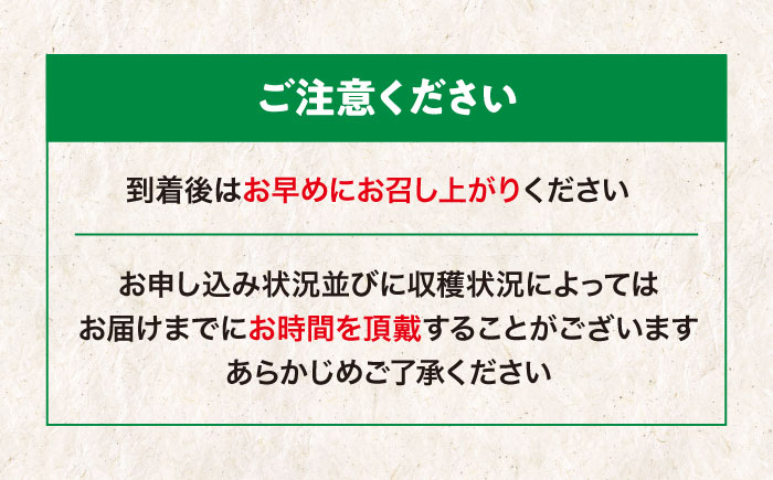 メロン 希少品種 『黄美香（きみか）』 愛媛県大洲市