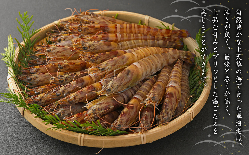 原点の車海老 800g （24～32尾）