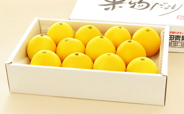 小夏 土佐小夏 柑橘 果物 フルーツ デザート ビタミン 季節限定 期間限定 旬 初夏 高知 高知県 土佐