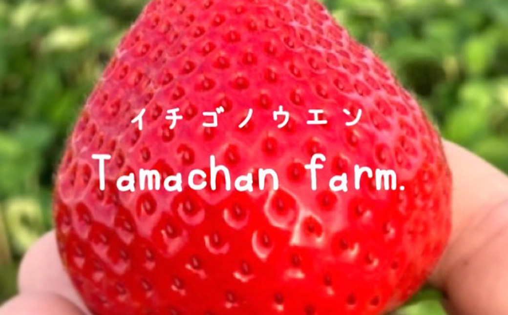 あまおう クラフトセット 4種類