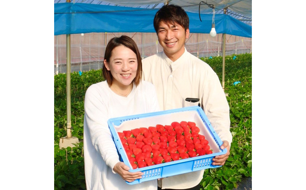 【4回定期便】 特別栽培の 濃厚 完熟 あまおう 約500g 約250g×2パック