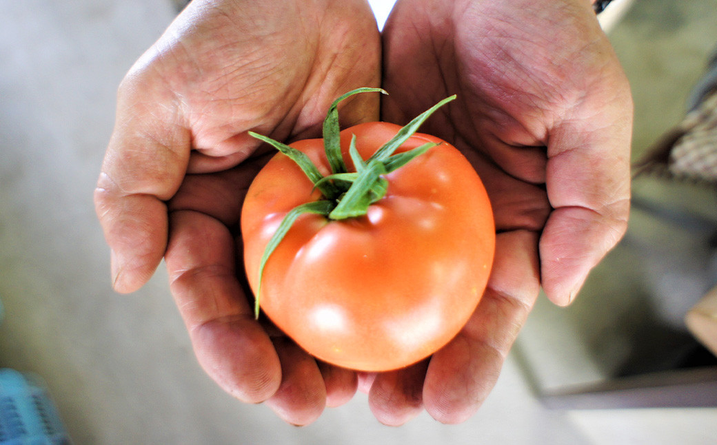 フルーツトマト 糖度7度以上 農薬不使用（栽培期間中） 水耕栽培 産地直送 高リコピン 橘農園